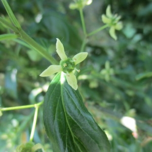 Photographie n°2191957 du taxon Euonymus europaeus L.