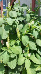 Enver Salkanović, le  4 juin 2018 (Brčko)