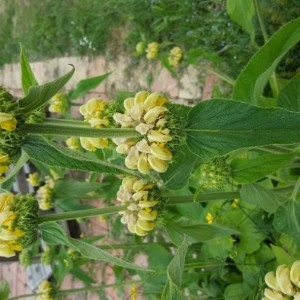 Photographie n°2192004 du taxon Phlomis fruticosa L. [1753]