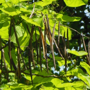 Photographie n°2192026 du taxon Catalpa bignonioides Walter [1788]