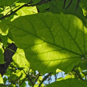 Photographie n°2192027 du taxon Catalpa bignonioides Walter [1788]