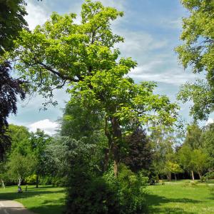 Photographie n°2192028 du taxon Catalpa bignonioides Walter [1788]