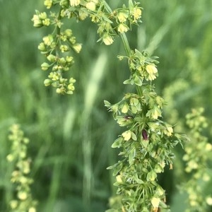 Photographie n°2192075 du taxon Rumex crispus L. [1753]