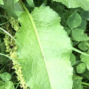 Photographie n°2192076 du taxon Rumex crispus L. [1753]