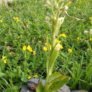 Photographie n°2192129 du taxon Himantoglossum hircinum (L.) Spreng. [1826]