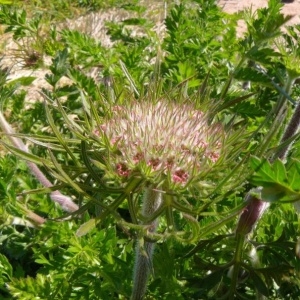 Photographie n°2192139 du taxon Daucus carota subsp. gummifer (Syme) Hook.f. [1884]