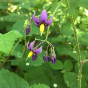 Photographie n°2192187 du taxon Solanum dulcamara L. [1753]