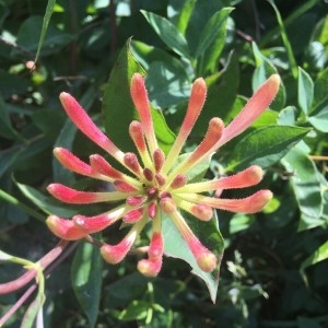 Photographie n°2192191 du taxon Lonicera periclymenum L. [1753]