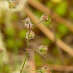 Photographie n°2192207 du taxon Xolantha guttata (L.) Raf. [1838]