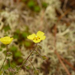 Photographie n°2192210 du taxon Xolantha guttata (L.) Raf. [1838]