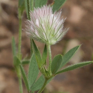 Photographie n°2192223 du taxon Trifolium arvense L. [1753]