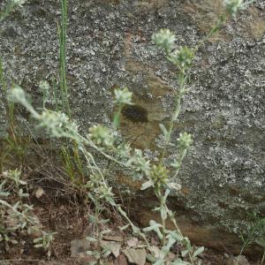 Photographie n°2192233 du taxon Filago pyramidata L. [1753]