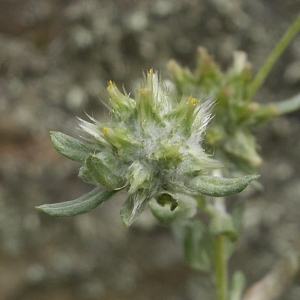 Photographie n°2192234 du taxon Filago pyramidata L. [1753]