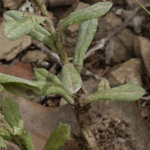 Photographie n°2192235 du taxon Filago pyramidata L. [1753]