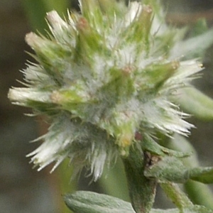 Photographie n°2192236 du taxon Filago pyramidata L. [1753]