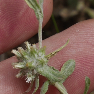 Photographie n°2192237 du taxon Filago pyramidata L. [1753]
