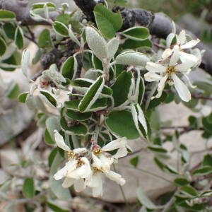 Photographie n°2192313 du taxon Amelanchier ovalis Medik. [1793]