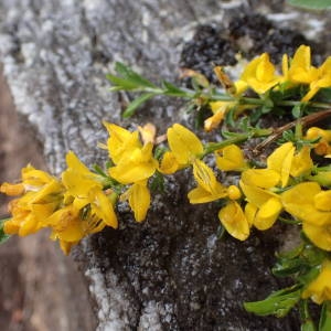 Photographie n°2192326 du taxon Genista pilosa L. [1753]