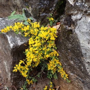 Photographie n°2192327 du taxon Genista pilosa L. [1753]