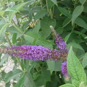 Photographie n°2192392 du taxon Buddleja davidii Franch. [1887]