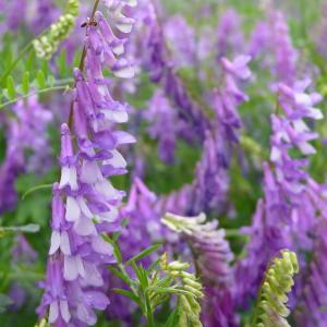 Photographie n°2192412 du taxon Vicia cracca L.