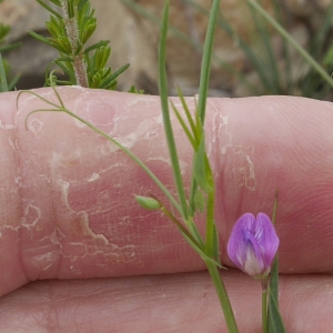 Photographie n°2192416 du taxon Lathyrus angulatus L.