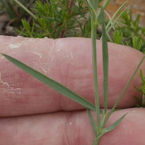 Photographie n°2192419 du taxon Lathyrus angulatus L.