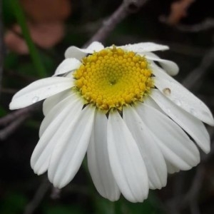 Photographie n°2192433 du taxon Tanacetum corymbosum (L.) Sch.Bip. [1844]