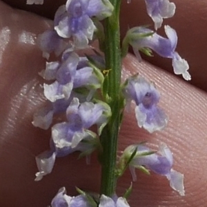 Photographie n°2192435 du taxon Anarrhinum bellidifolium (L.) Willd.