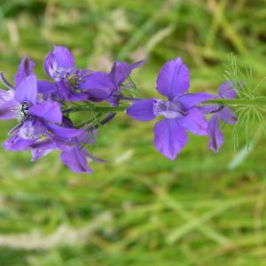 Photographie n°2192437 du taxon Delphinium ajacis L. [1753]