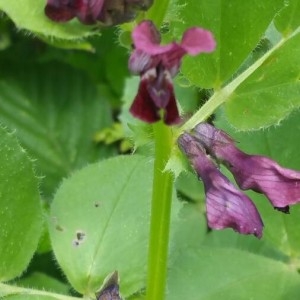 Photographie n°2192448 du taxon Vicia serratifolia Jacq.