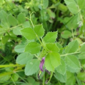 Photographie n°2192449 du taxon Vicia serratifolia Jacq.