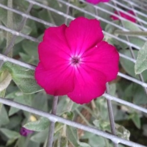 Photographie n°2192487 du taxon Lychnis coronaria (L.) Desr. [1792]