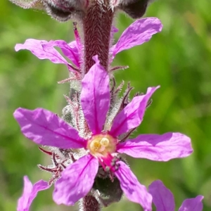 Photographie n°2192531 du taxon Lythrum salicaria L.