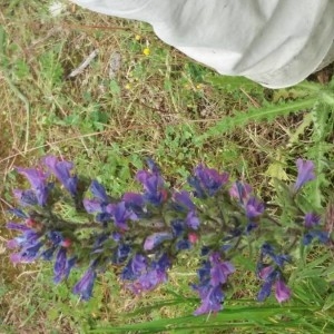 Photographie n°2192555 du taxon Echium vulgare L. [1753]