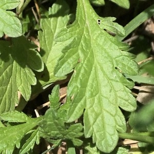 Photographie n°2192586 du taxon Verbena officinalis L. [1753]