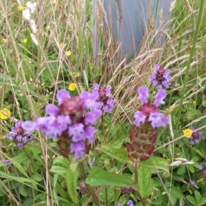 Photographie n°2192638 du taxon Prunella vulgaris L. [1753]