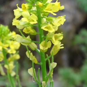 Photographie n°2192677 du taxon Barbarea vulgaris R.Br. [1812]