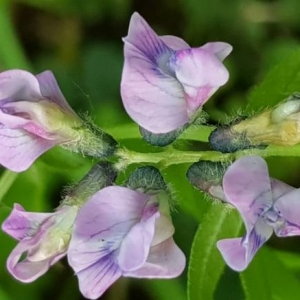 Photographie n°2192706 du taxon Vicia sepium L. [1753]