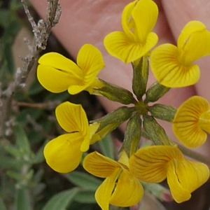 Photographie n°2192737 du taxon Hippocrepis comosa L. [1753]