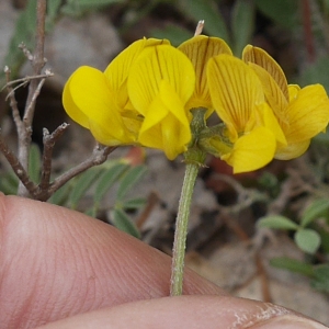 Photographie n°2192738 du taxon Hippocrepis comosa L. [1753]
