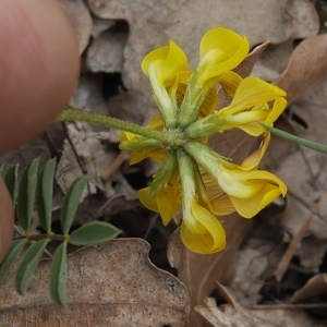 Photographie n°2192739 du taxon Hippocrepis comosa L. [1753]