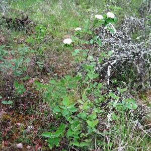 Photographie n°2192748 du taxon Viburnum lantana L. [1753]