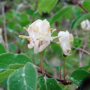 Photographie n°2192755 du taxon Lonicera xylosteum L. [1753]