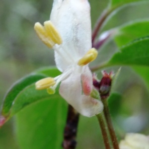 Photographie n°2192757 du taxon Lonicera xylosteum L. [1753]