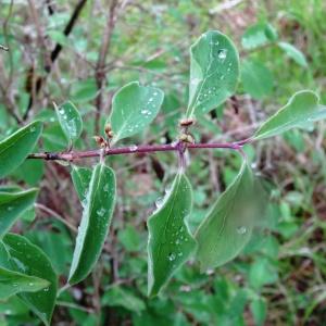 Photographie n°2192758 du taxon Lonicera xylosteum L. [1753]