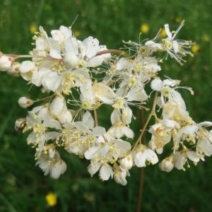 Photographie n°2192809 du taxon Filipendula vulgaris Moench [1794]