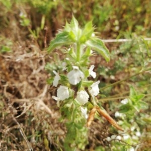 Photographie n°2192815 du taxon Stachys annua (L.) L. [1763]