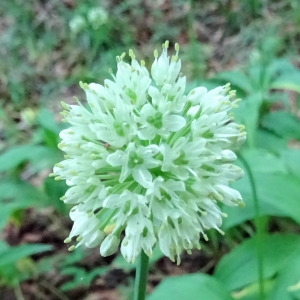 Photographie n°2192825 du taxon Allium victorialis L. [1753]