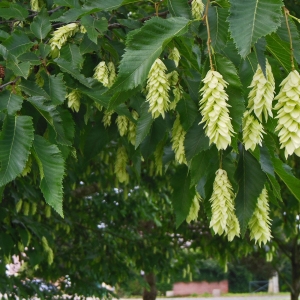 Photographie n°2192864 du taxon Ostrya carpinifolia Scop. [1772]